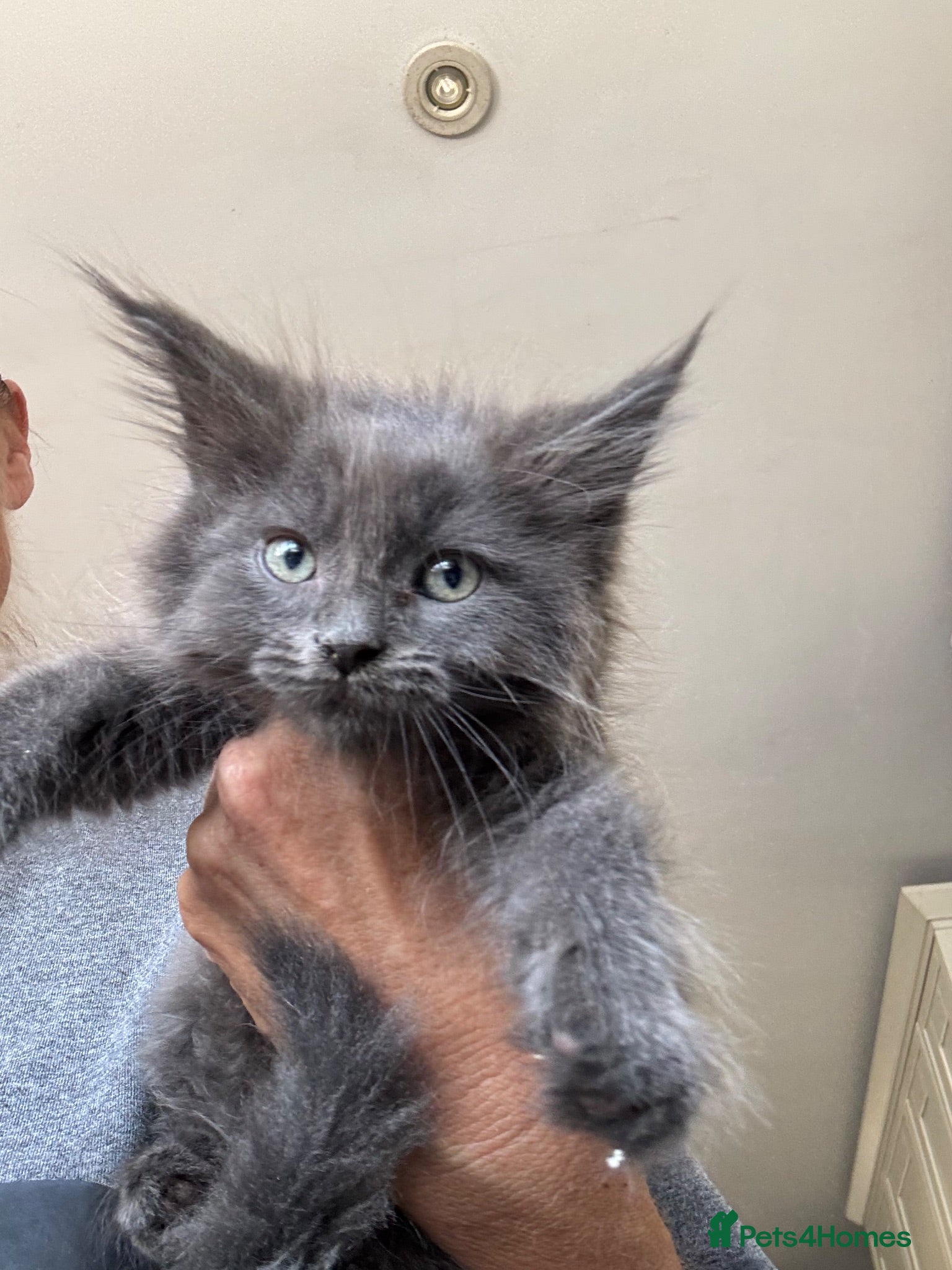Mixed Breed cats Maine coon cross ragdoll kittens  - Advert 1