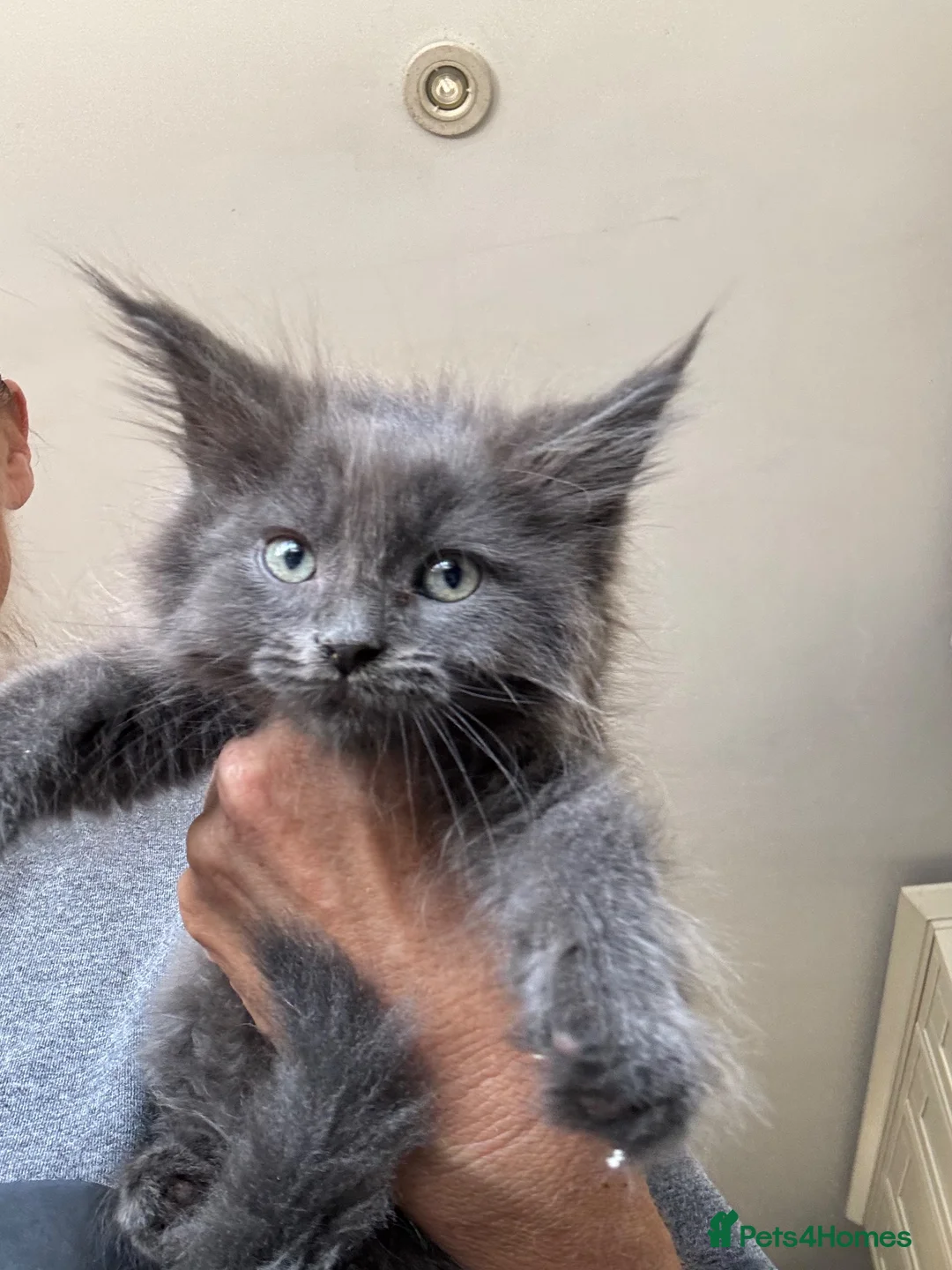 Mixed Breed cats for sale: Maine coon cross ragdoll kittens  - Advert 1