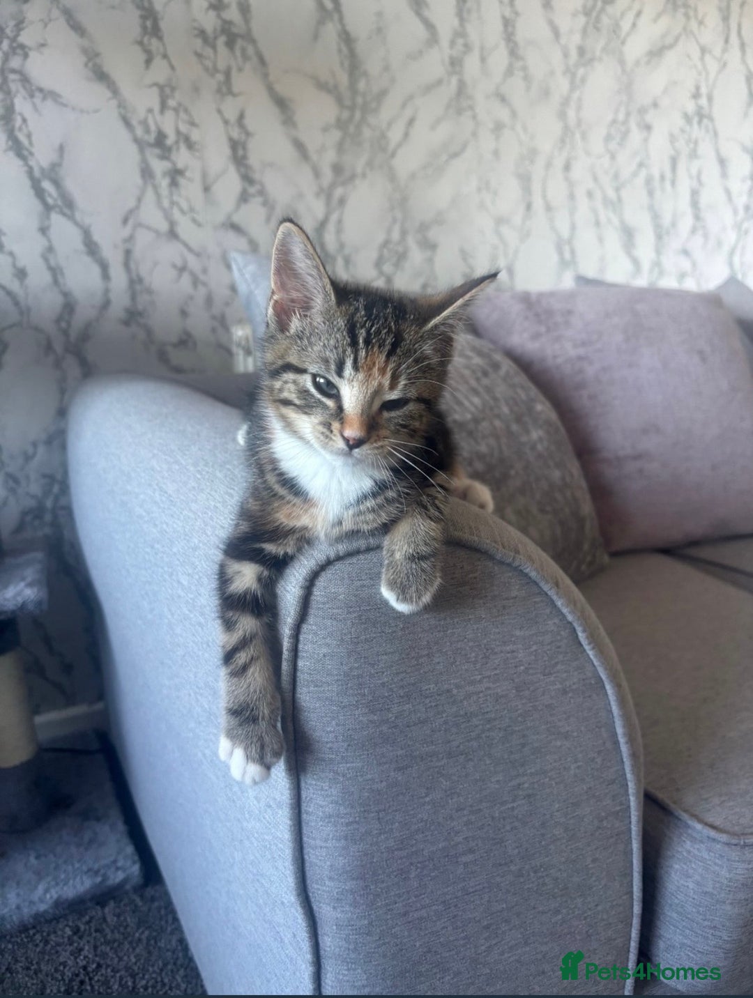 British Shorthair cats for sale: 2 beautiful kitten sisters  - Image 3