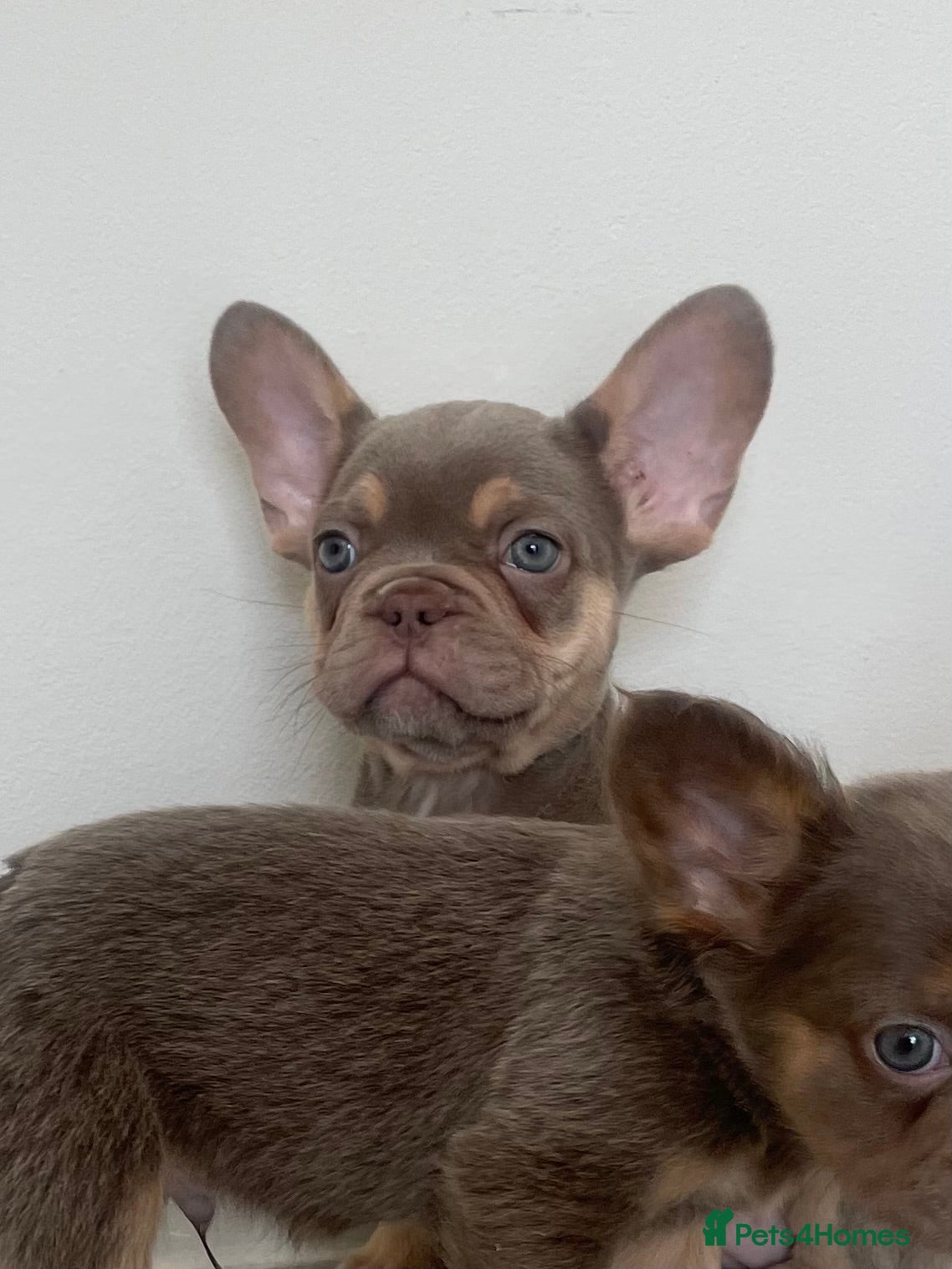 French Bulldog dogs  LAST FEMALE Isabella & tan carrying pink & Fluffy - Advert 2