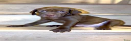 Mixed Breed dogs for sale: Beautiful Staffy/Viszla Puppies for Loving Homes - Advert 18