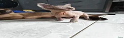 Mixed Breed cats for sale: Stunning sphynx x ragdoll kittens  - Advert 25