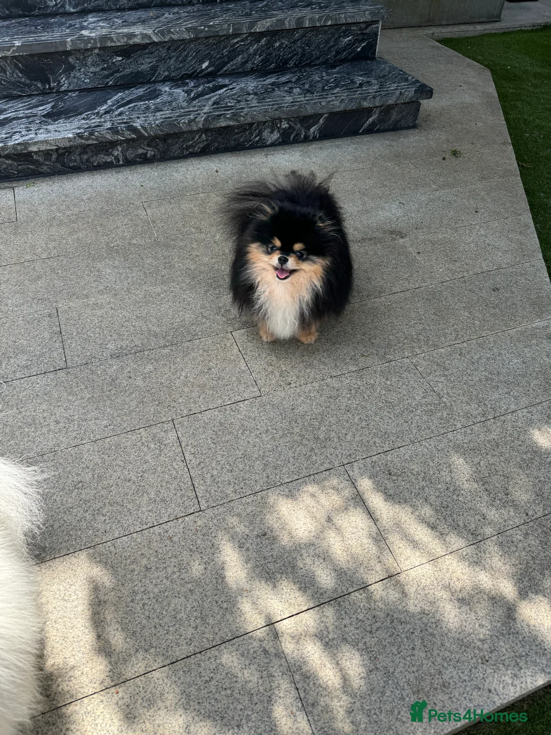 Pomeranian dogs for stud: BLACK & TAN STUD in London - Advert 7