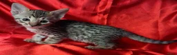 Savannah cats for sale: Super spotty Savannah kittens - Advert 27