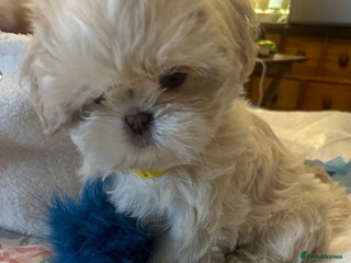 Shih Tzu dogs Lavender White Imperial Shih Tzu Puppies - Advert 13