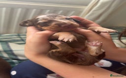 Miniature Dachshund dogs for sale: Beautiful mini Daxis  - Image 3