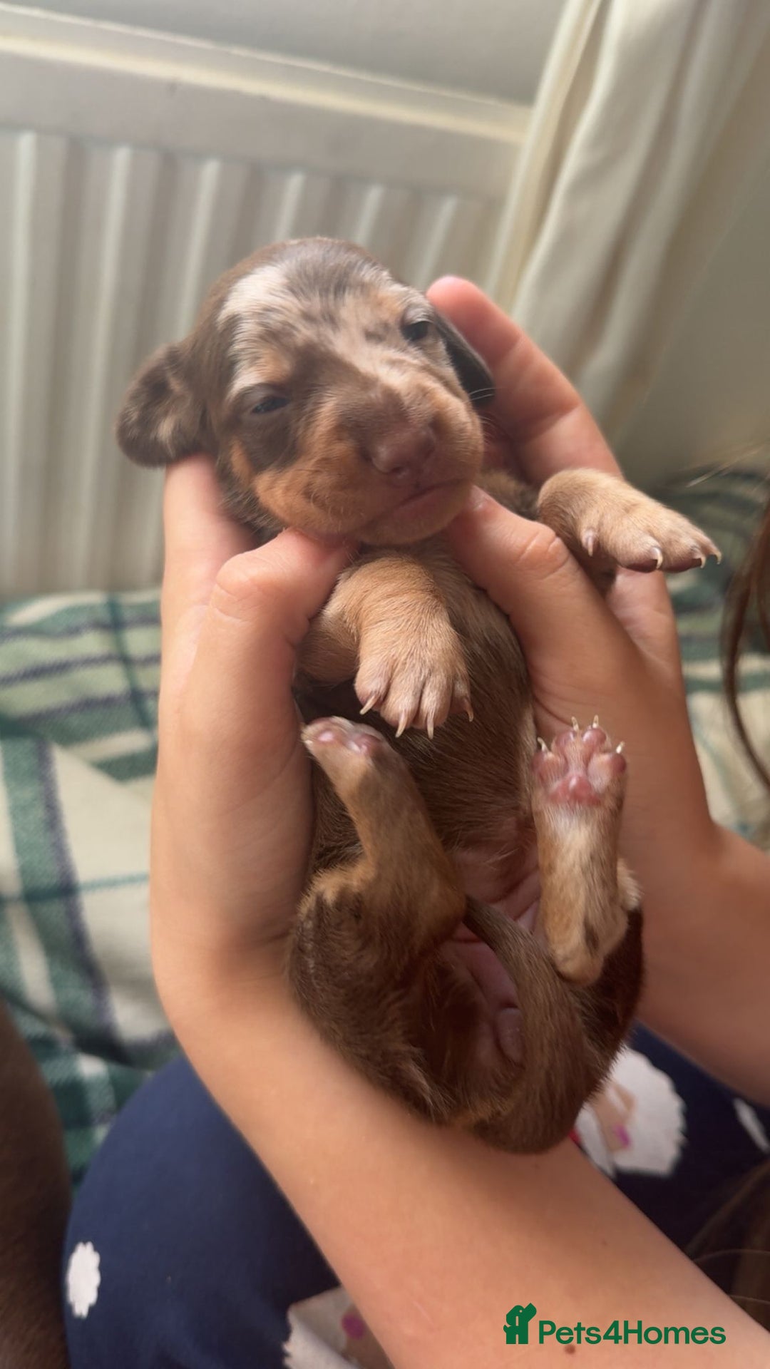 Miniature Dachshund dogs for sale: Beautiful mini Daxis  - Image 3