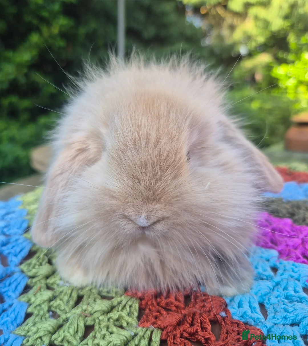 Angora rabbits for sale: 💜STUNNING TEDDYWIDDER X MINI LOP BABIES 💜 - Advert 1