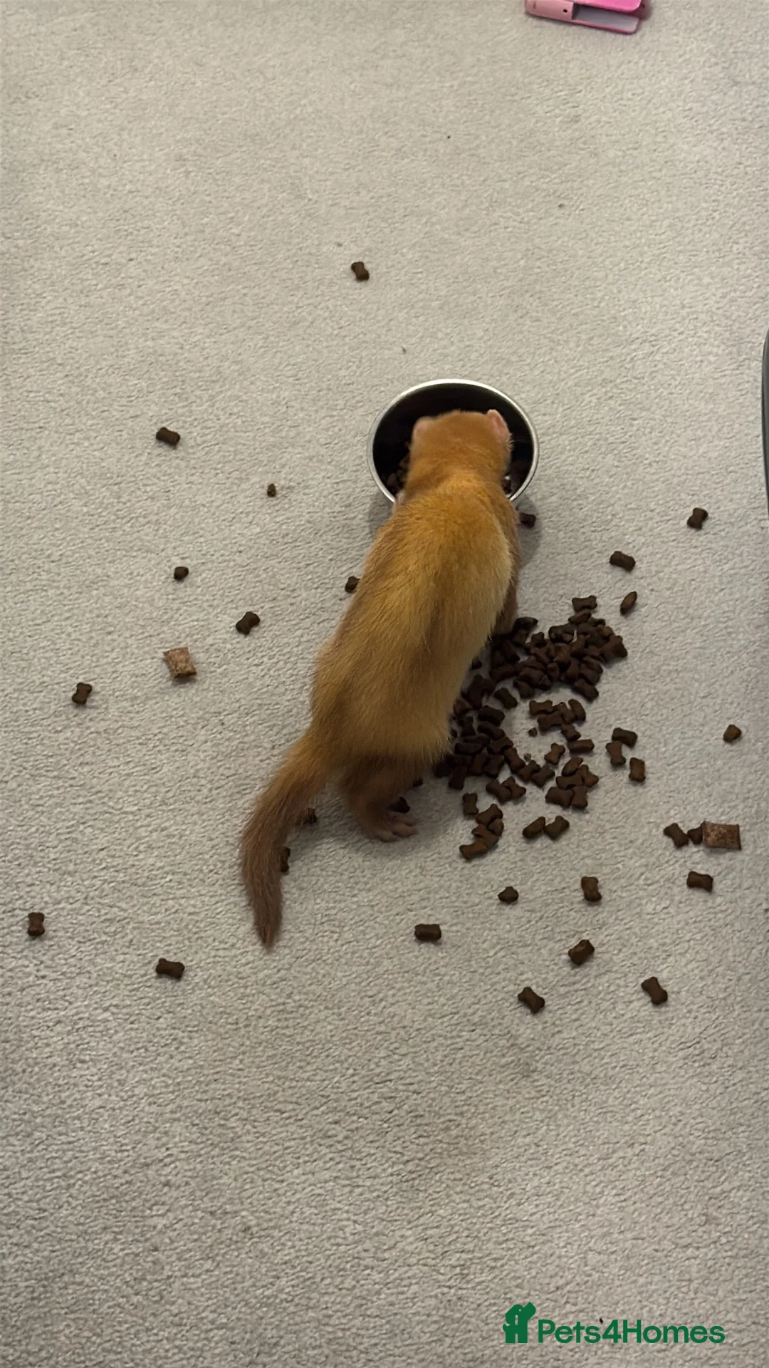 Ferret rodents for sale: Cinnamon female kit  - Advert 2