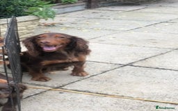 Cocker Spaniel dogs for sale: Cocker spaniel puppy’s  - Image 4