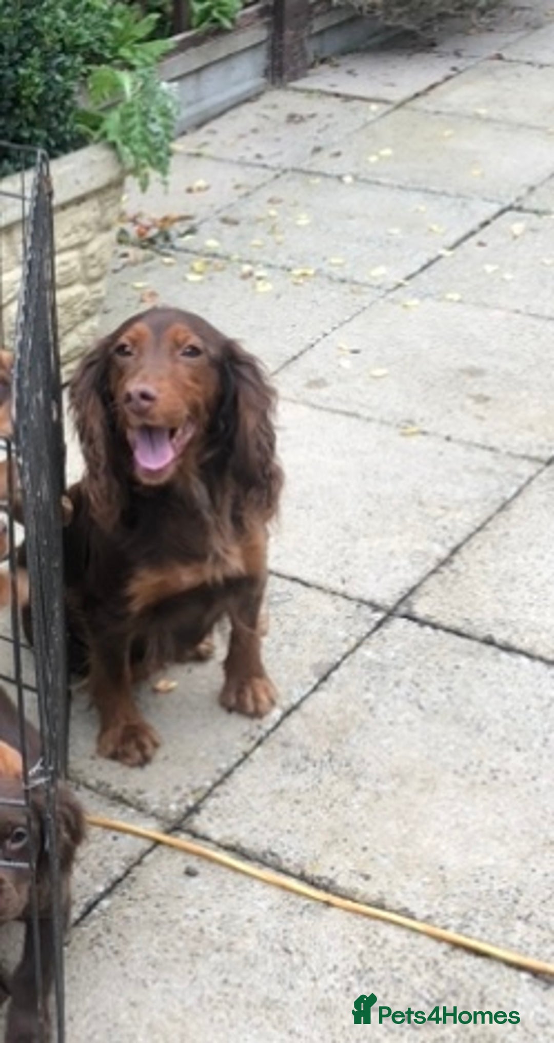 Cocker Spaniel dogs for sale: Cocker spaniel puppy’s  - Image 4