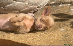 Chihuahua dogs for sale: Last Pup left! Ready for his new home!  - Image 6