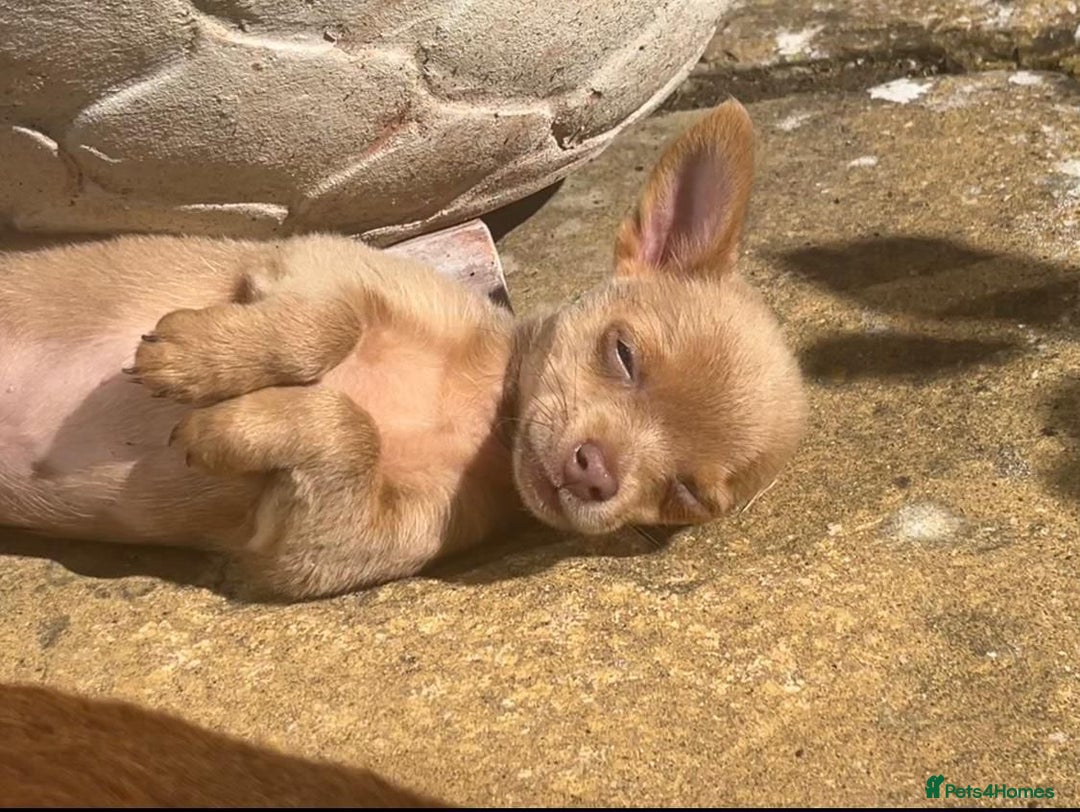 Chihuahua dogs for sale: Last Pup left! Ready for his new home!  - Image 6