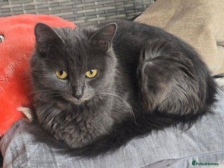 Mixed Breed cats Mix breed kittens - Advert 2