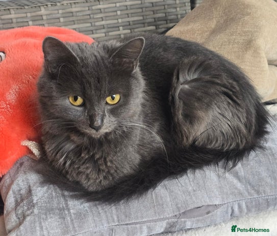 Mixed Breed cats - Advert 14