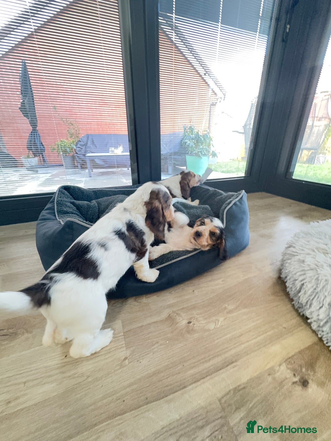 Cocker Spaniel dogs for sale: Fantastic Show / Working Cocker Spaniels - Advert 41