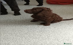 Labradoodle dogs for sale: F,1,B Standard labradoodles - Image 15