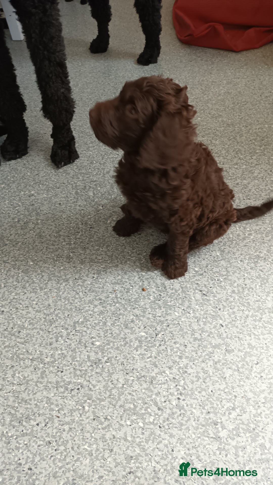 Labradoodle dogs for sale: F,1,B Standard labradoodles - Image 15