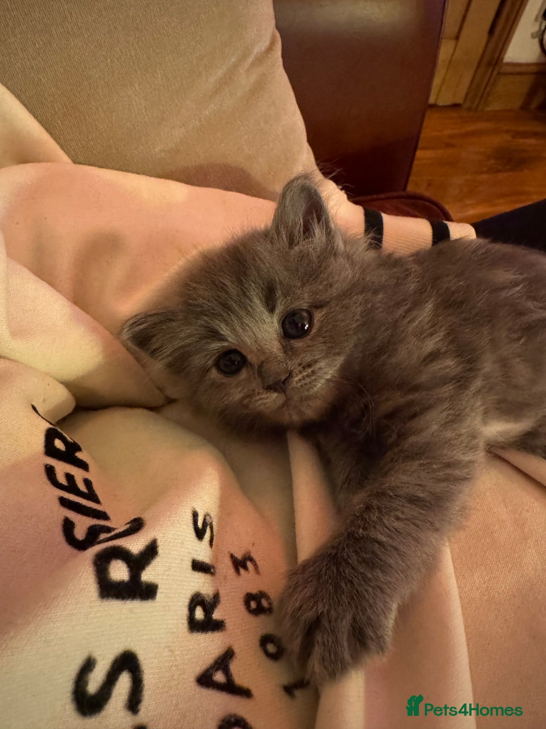 RagaMuffin cats for sale: Beautiful Ragamuffin Kittens - BSH/Ragdoll Cross - Advert 19