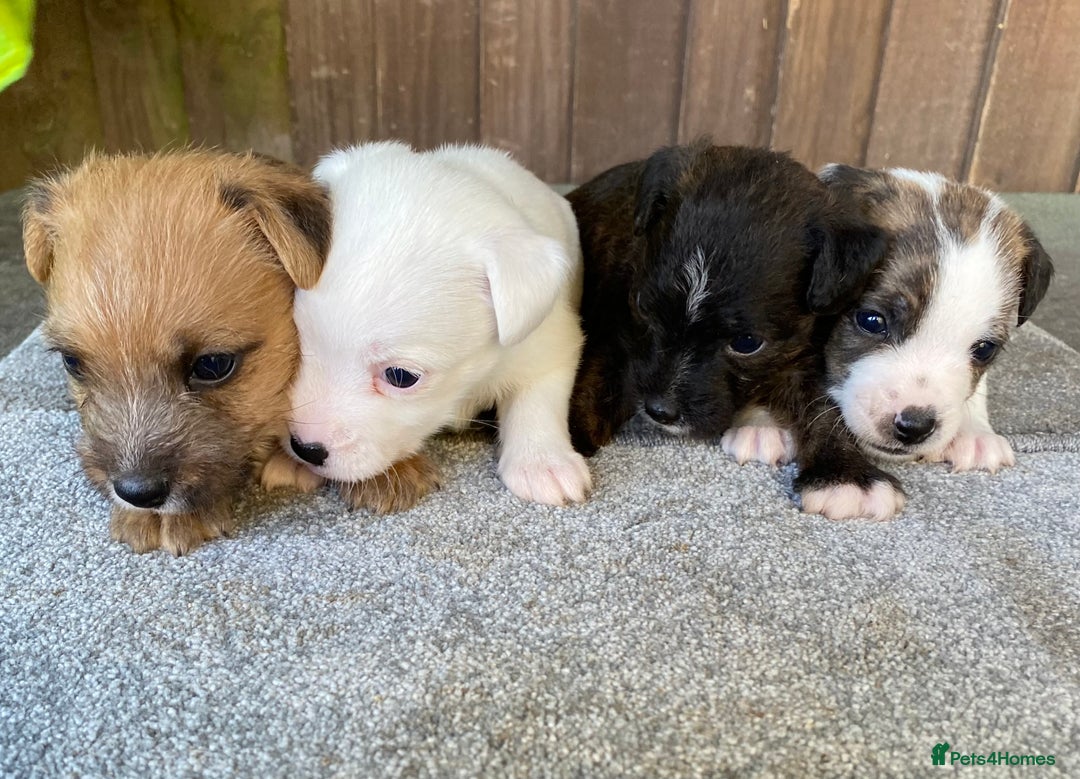 Jack Russell dogs for sale:  **  JACK RUSSELL PUPPIES - READY TO GO - Advert 6