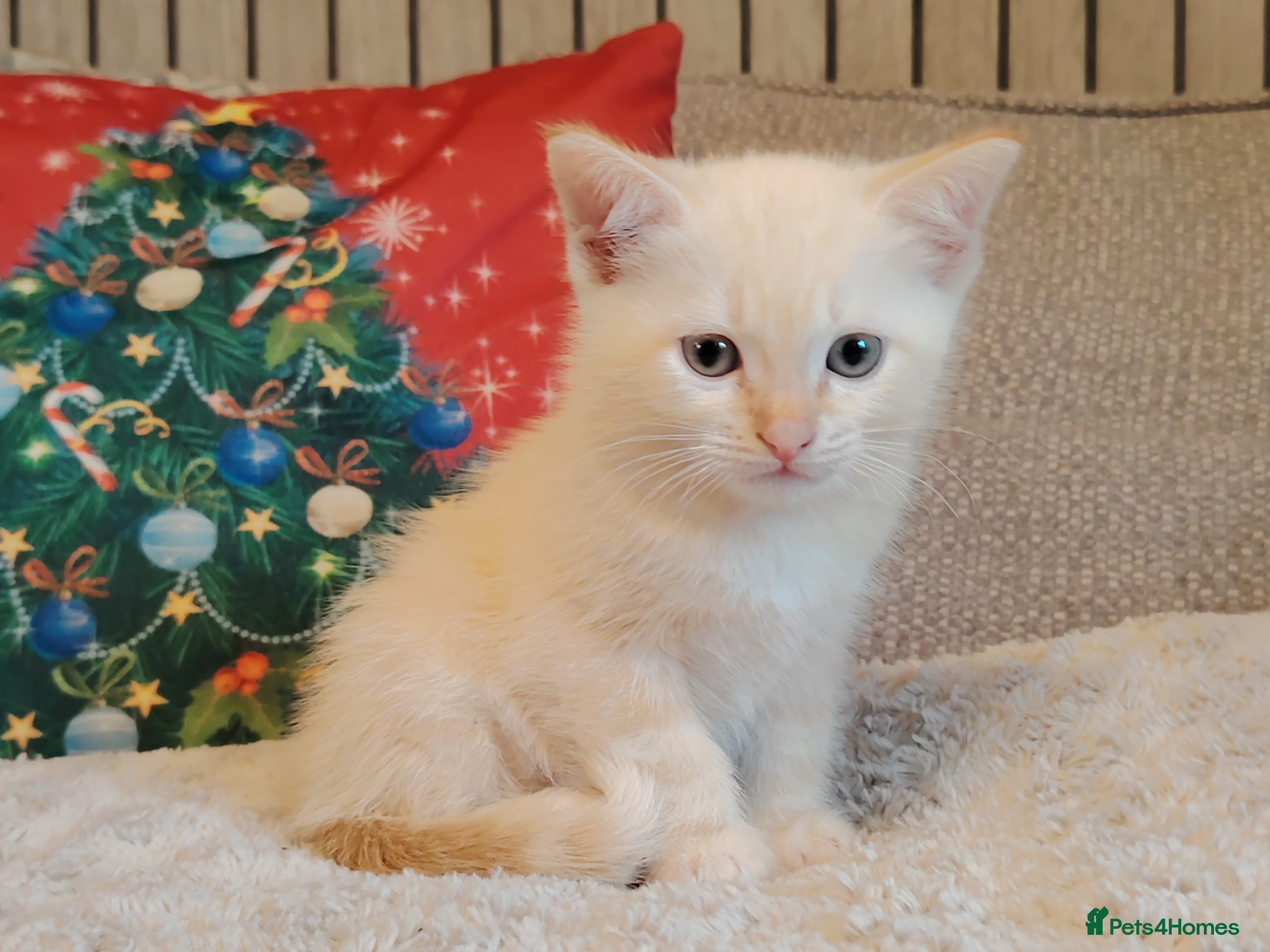 Ragdoll cats Gorgeous Tonkdoll kittens - Advert 1