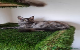 Maine Coon cats for sale: Pedigree Maine Coon kittens  - Image 21