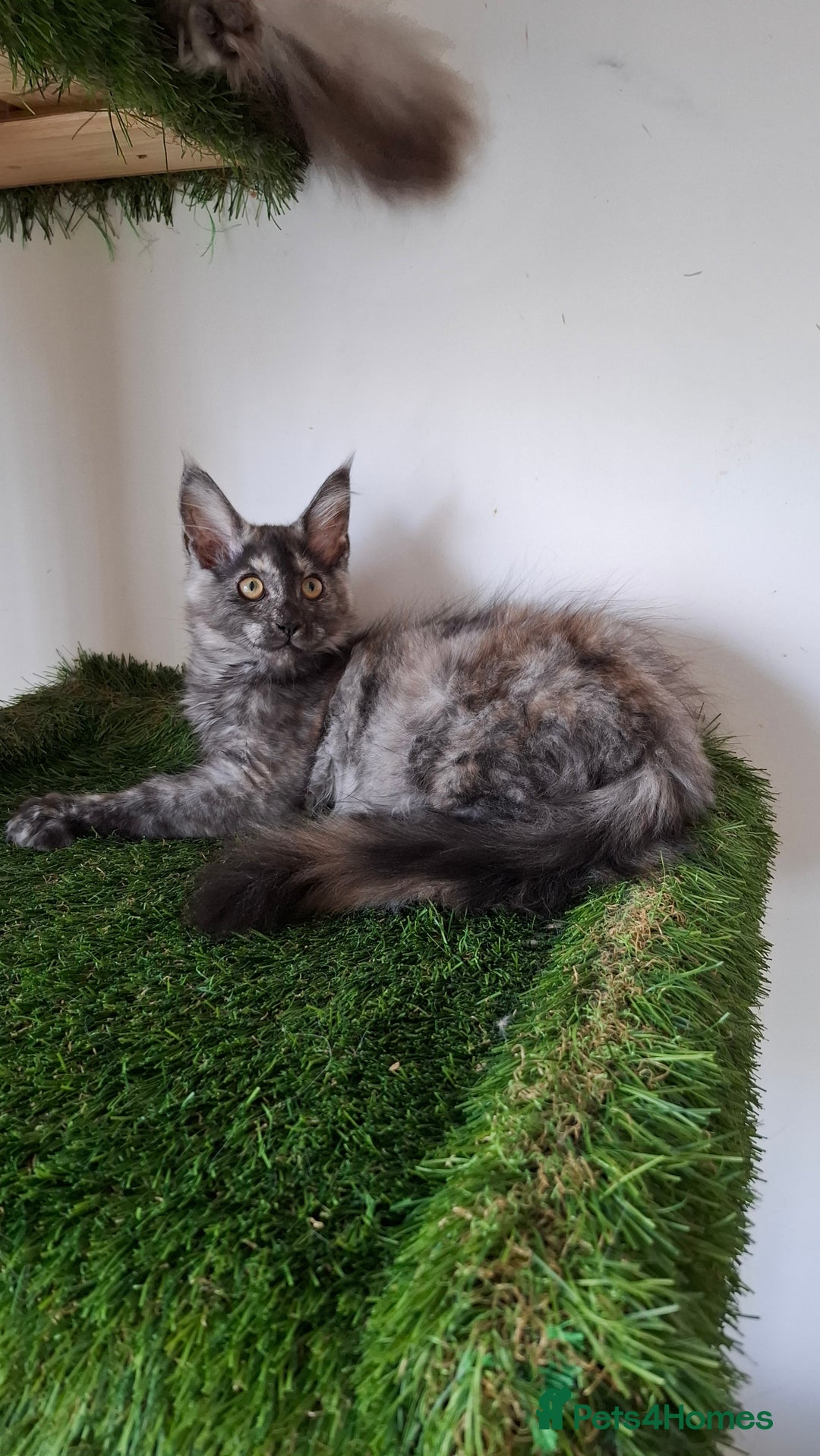Maine Coon cats for sale: Pedigree Maine Coon kittens  - Image 21