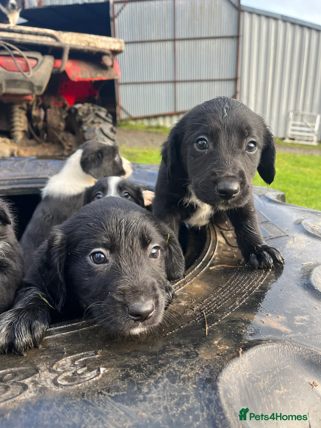 Sprollie dogs for sale: Sprollie puppies  - Advert 13