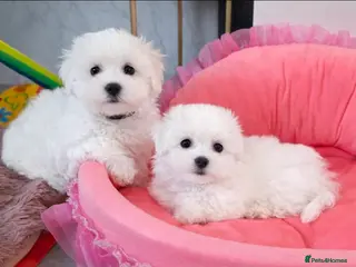 Maltese dogs Last 2 Maltese Puppies – Tiny Girl & Boy Ready Now - Advert 13