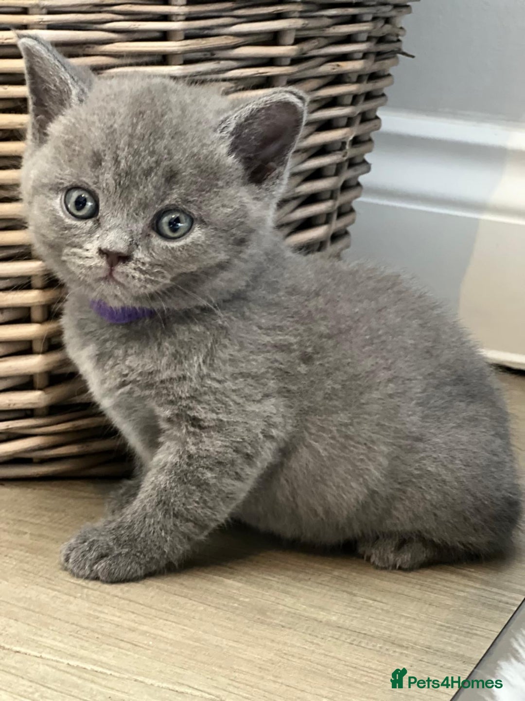 British Shorthair cats for sale: 🏆Grand Champion Sired GCCF BritishShorthair 1left - Image 25