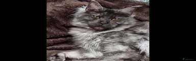 Mishka