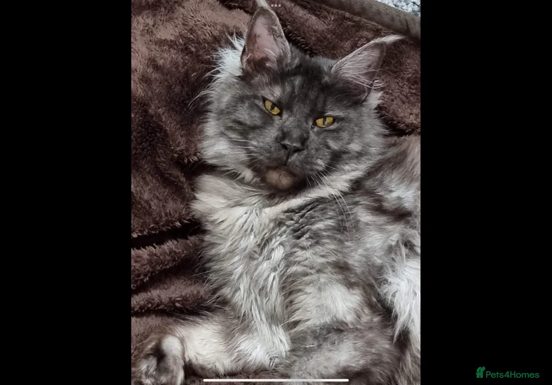 Maine Coon cats for sale: Magnificent Polydactyl Black Smoke Maine Coon - Advert 1