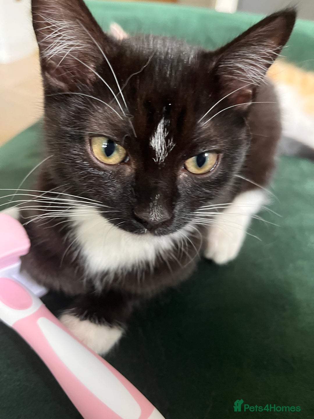 Mixed Breed cats for sale: Adorable Kittens Looking for Their Forever Homes - Image 8