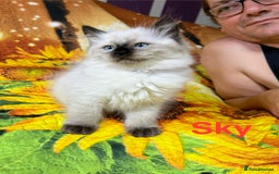 Ragdoll cats for sale: 🐈❤️5 Pure Ragdolls Waiting for Loving Family❗️❤️ - Image 7