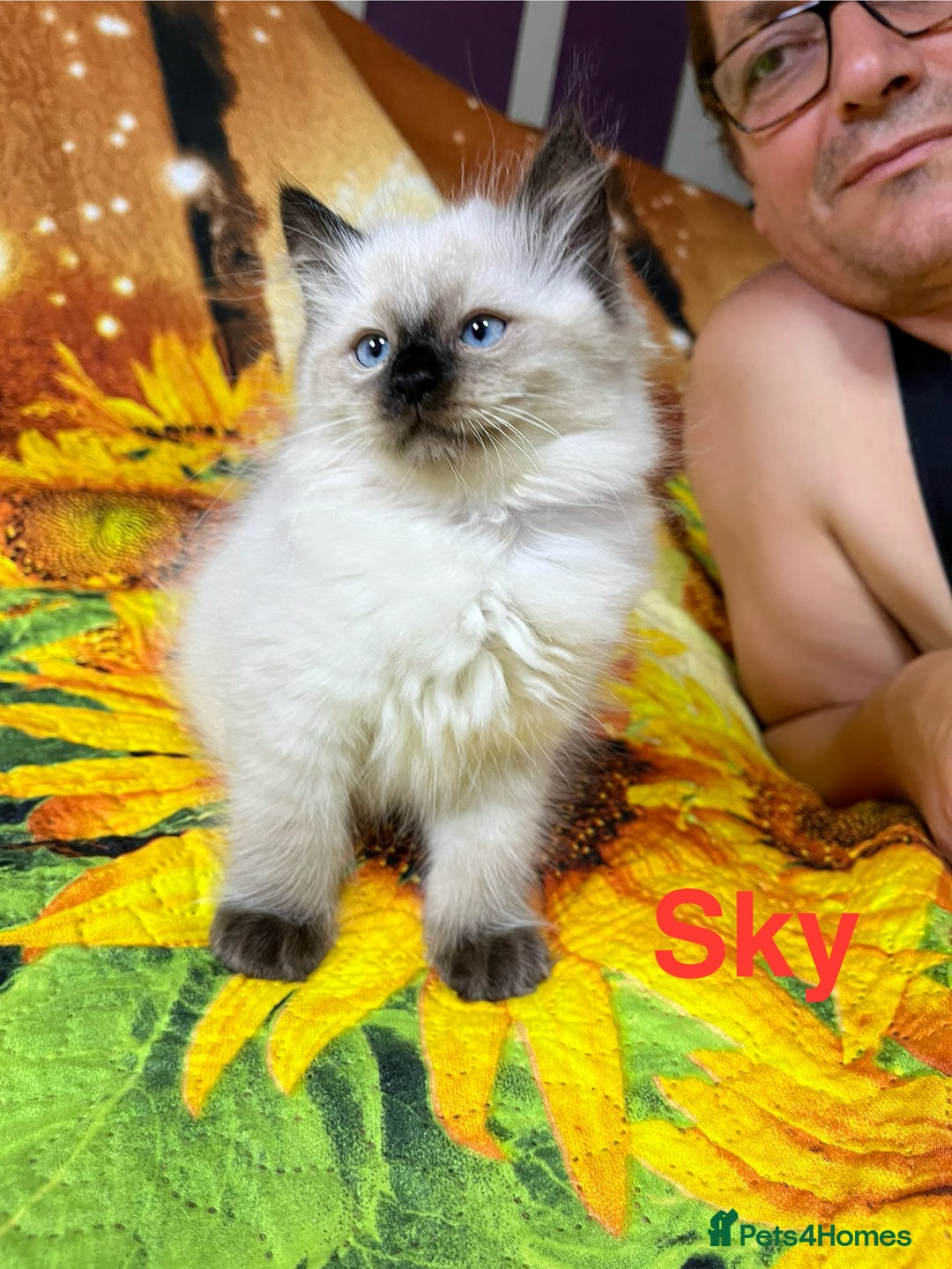 Ragdoll cats for sale: 🐈❤️5 Pure Ragdolls Waiting for Loving Family❗️❤️ - Image 7