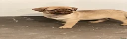 Pug dogs for sale: Gorgeous Pug Puppies - Advert 5