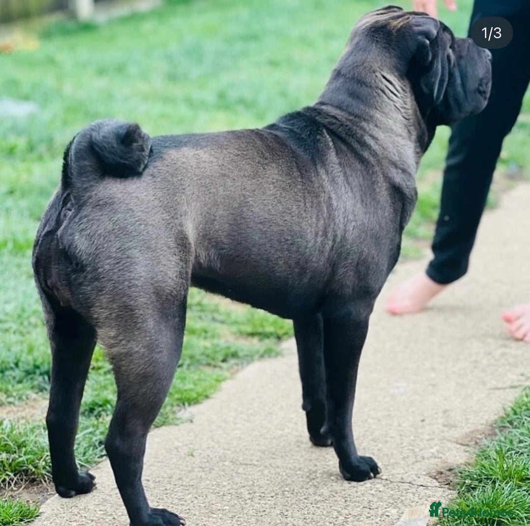 Mixed Breed dogs for sale: ChowPei Pups  - Image 11