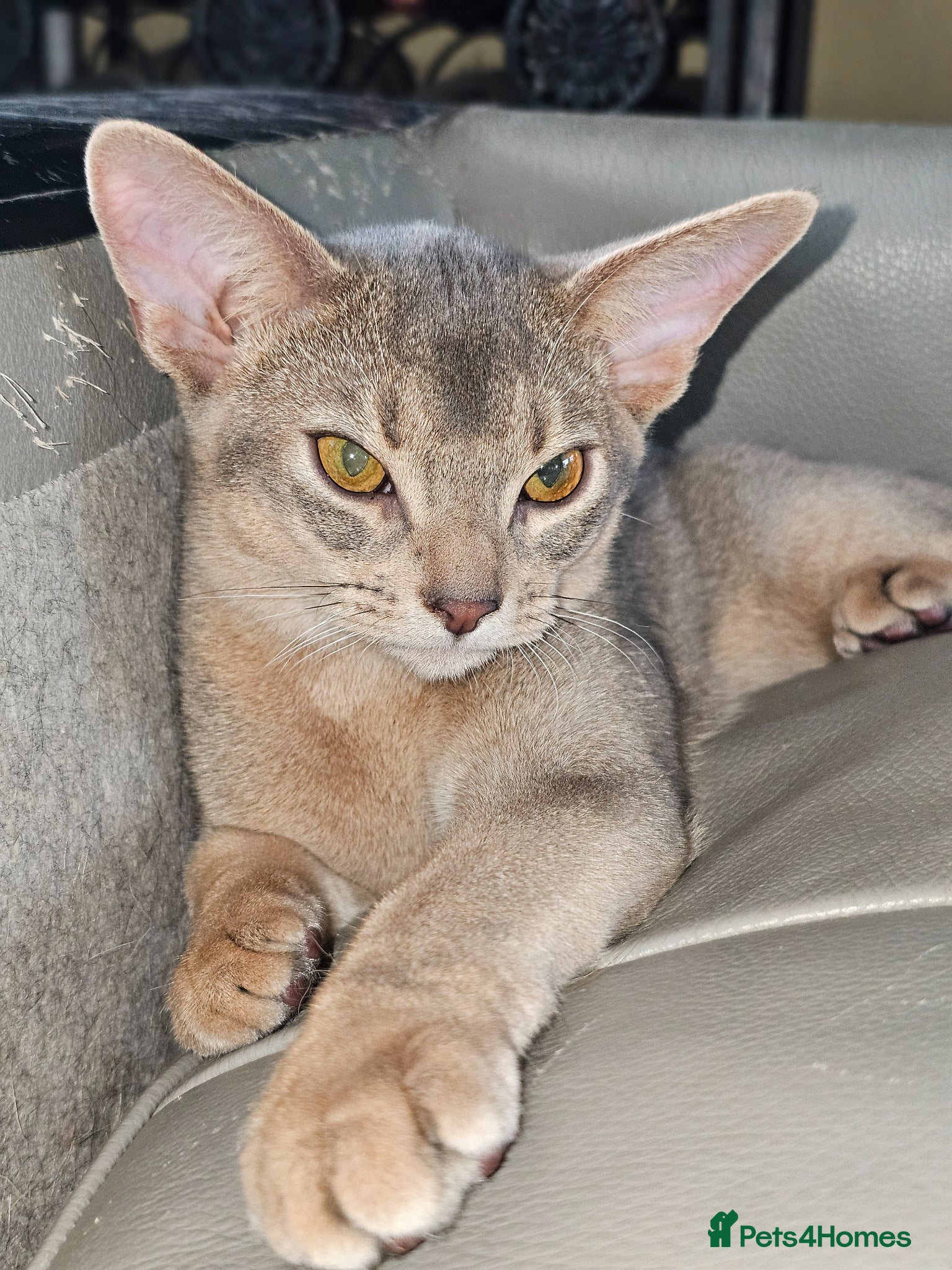 Abyssinian cats Blue  colour Abyssinian sir - Advert 2