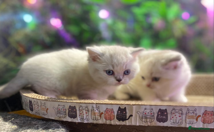 Munchkin cats - Advert 2