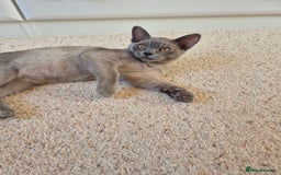 Burmese cats for sale: Gorgeous Blue Male Burmese Kitten - Image 7