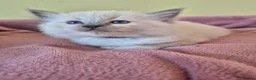 Ragdoll cats for sale: Ragdoll kittens GCCF regsitered - Advert 21