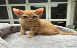 Mixed Breed cats for sale: 6 cute kittens 😸 ♥️ - Image 8