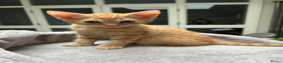 6) Ginger tabby kitten