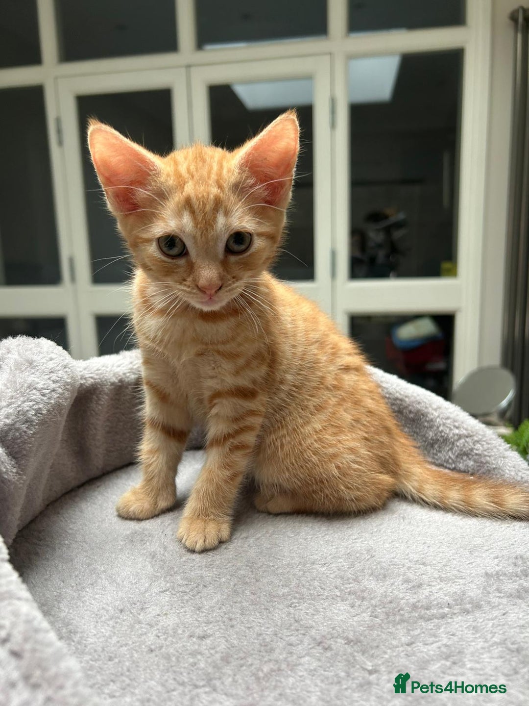 Mixed Breed cats for sale: 6 cute kittens 😸 ♥️ - Image 8