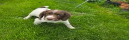 English Springer Spaniel dogs for sale: Kc reg ready now. English springer spaniel puppies - Advert 11