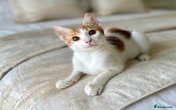 Arabian Mau cats for adoption: Male Kitten for Indoors Only Adoption - Image 5