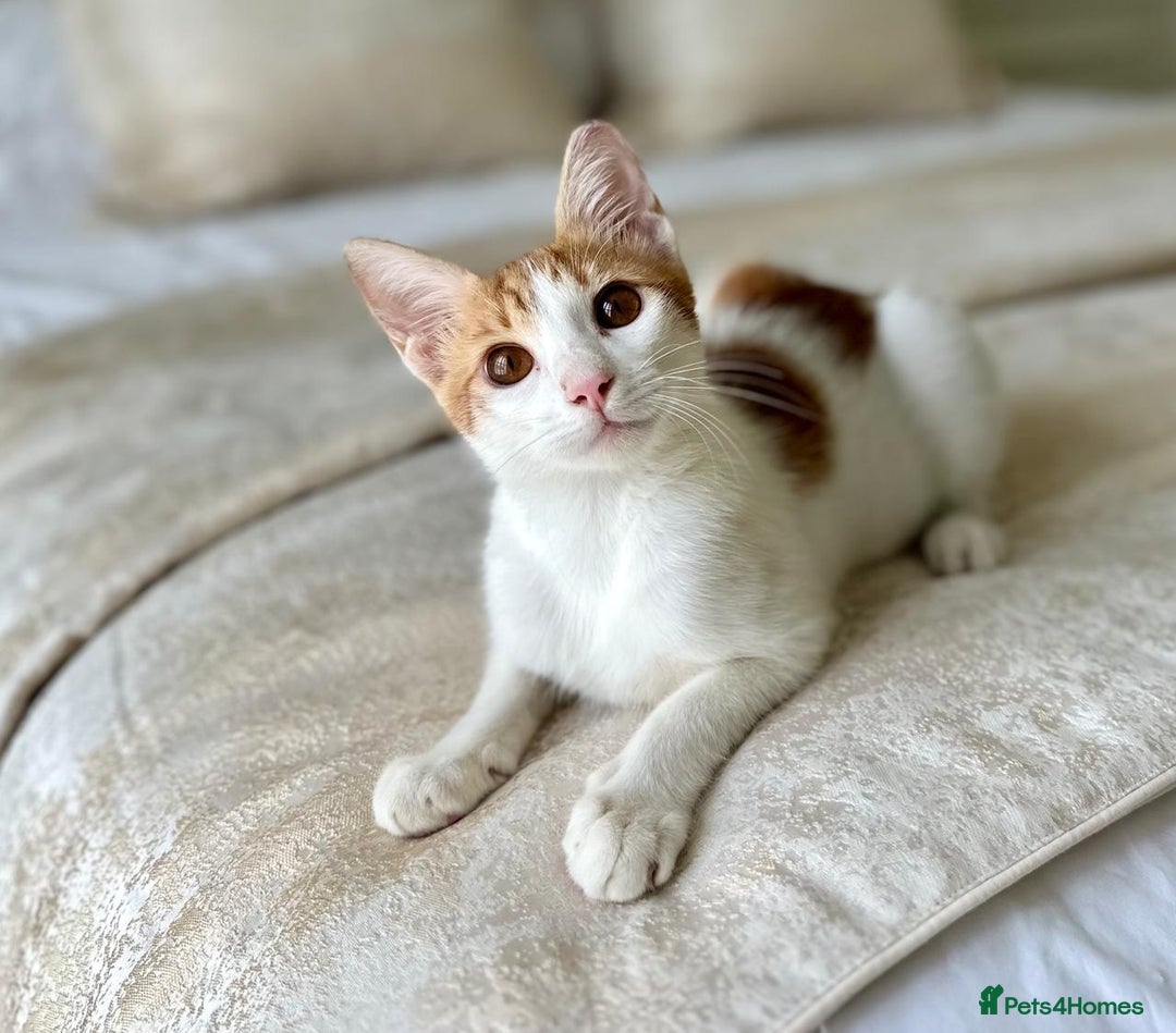 Arabian Mau cats for adoption: Male Kitten for Indoors Only Adoption - Image 5