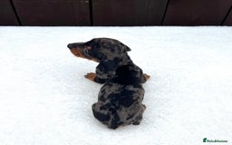 Miniature Dachshund dogs for sale: Dachshund puppies 5Boys  - Image 32