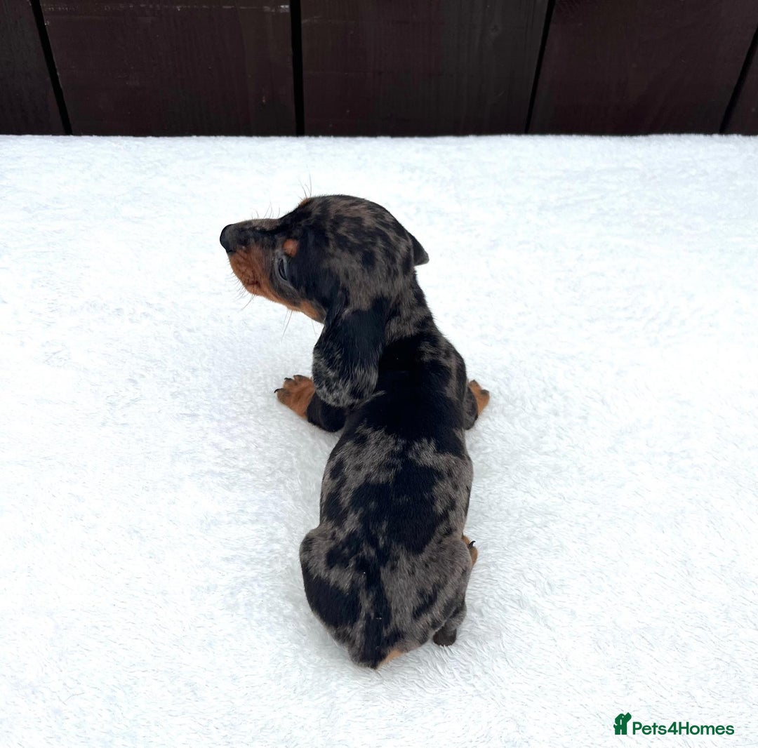 Miniature Dachshund dogs for sale: Dachshund puppies 5Boys  - Image 32