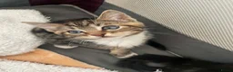Mixed Breed cats for sale: Long and short haired tabby kittens  in Camborne - Advert 9